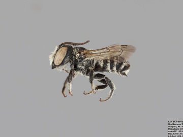[Megachile apicalis male thumbnail]